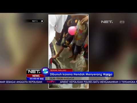 Penemuan Ular Piton Raksasa Hebohkan Warga - NET 5
