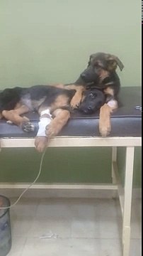 Tedavi Gören Kardeşinin Yanından Bir An Olsun Ayrılmayan Köpek