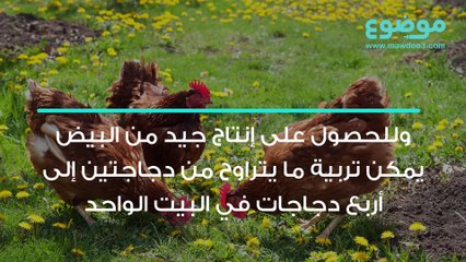 تربية الدجاج