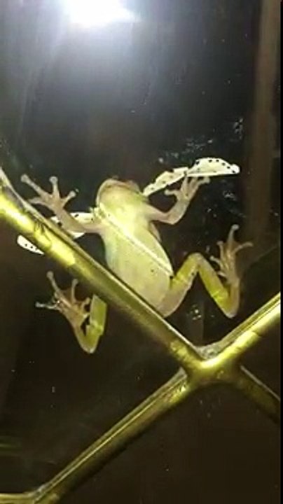 Papillon vs Grenouille
