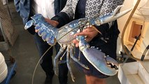 Un homard de 2,5 kg introduit à la Cité de la mer de Cherbourg