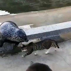 Cat Slapping A Seal