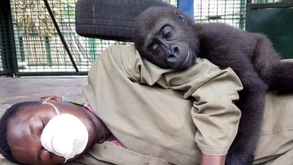 아기 고릴라에게 사육사란? "아빠" / YTN