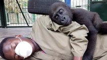 아기 고릴라에게 사육사란? 