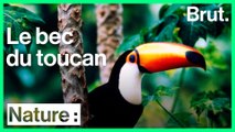 Pourquoi les toucans ont un gros bec ?