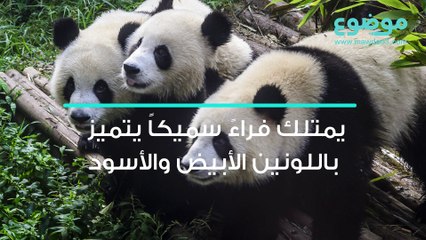 ماذا تعرف عن الباندا؟