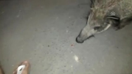 Kente İnen Yaban Domuzlarını Elleriyle Besledi