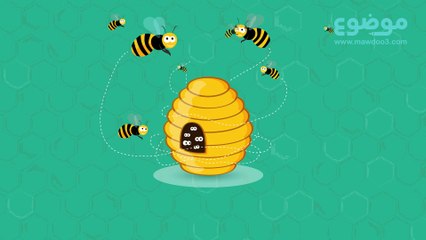 معلومات عن النحل