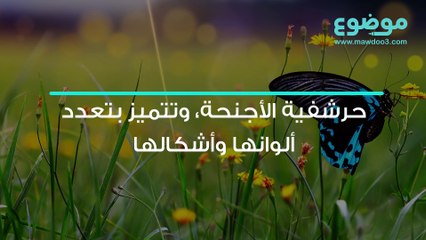 معلومات عن الفراشة
