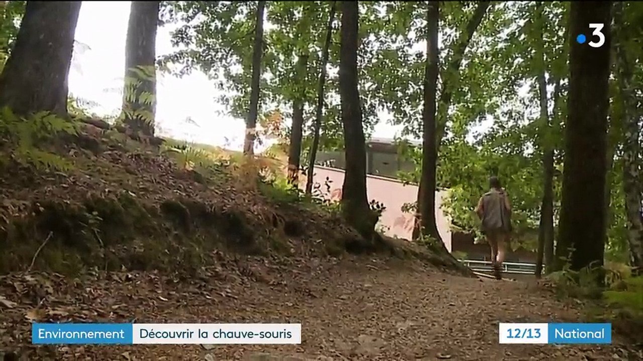 Chauve-souris : un mammifère mal connu