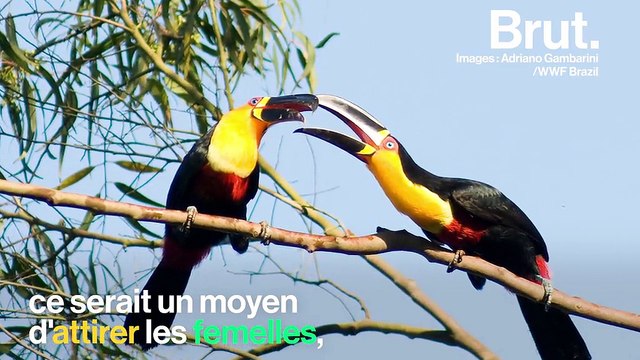 Mais pourquoi le bec des toucans est-il aussi gros ?