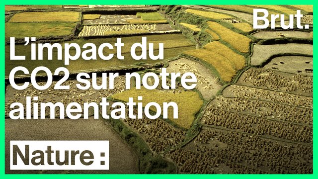 Le CO2 affecte directement certaines plantes alimentaires