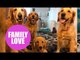 Golden Retriever mom gets to see her puppies grow up after her owner gave one to each of her friends