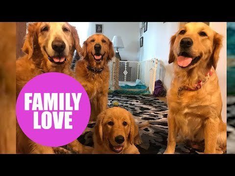 Golden Retriever mom gets to see her puppies grow up after her owner gave one to each of her friends