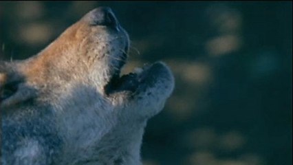 La réapparition du loup met l'Europe dans l'embarras