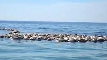 Watch: Hundreds of turtles killed after being trapped in fishing net