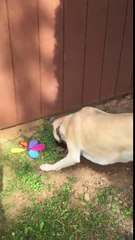 Ce chien jette un serpent sur sa propriétaire !