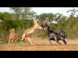 Lion, Cheetah vs Wild Dogs Hunting Impala Unexpected