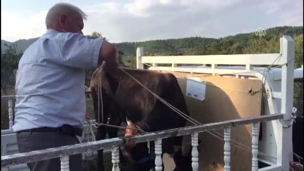 Sanatçı Haluk Levent'in Satın Aldığı Dana İzmir'e Getirildi