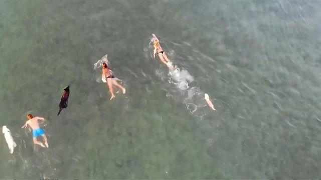 Hunde am Strand: Schwimmen, Bier trinken, und dann ein Eis