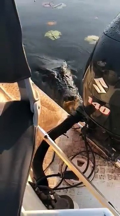 Effrayant : un crocodile monte sur leur bateau