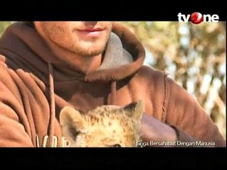 Singa Ini Selalu Peluk Pria yang Pernah Menyelamatkannya