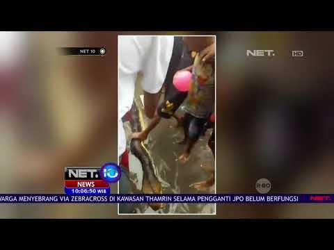 Sempat Melukai Seorang Petani, Seekor Ular Piton Raksasa Dibunuh Warga - NET 10