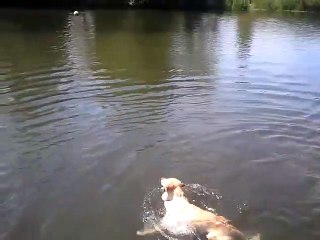Avez-vous déjà vu un labrador nager la brasse...