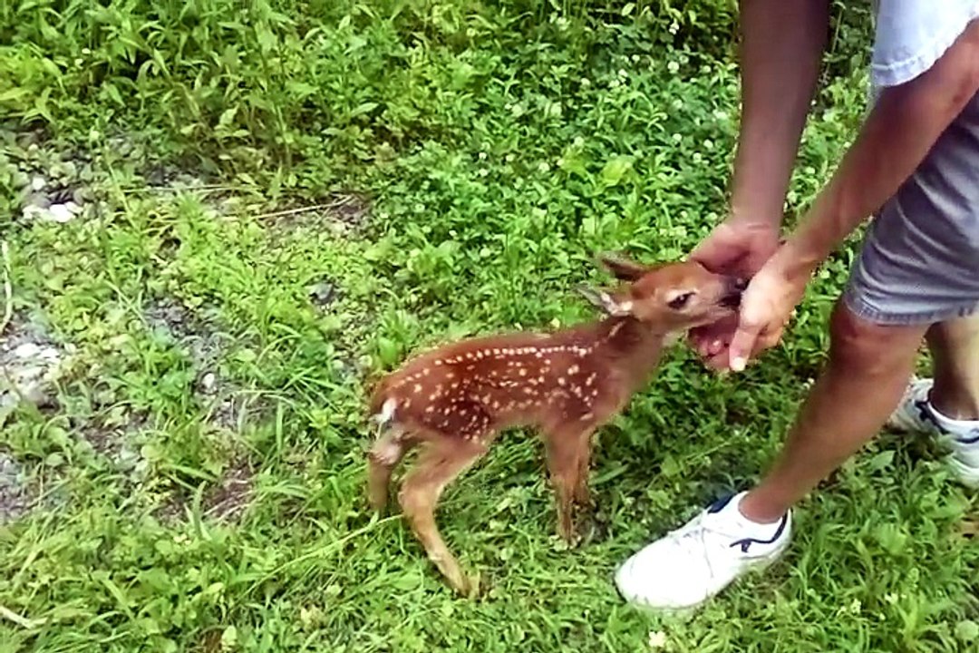 Ce jeune faon est tellement adorable...