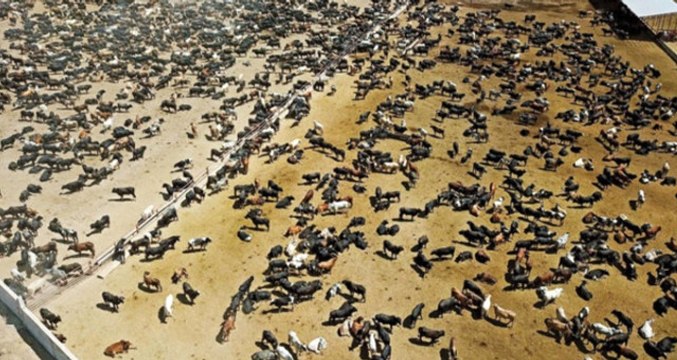 Tarım ve Orman Bakanı Pakdemirli'den Şarbon Açıklaması: Hayvanlar Piyasaya Verilmedi