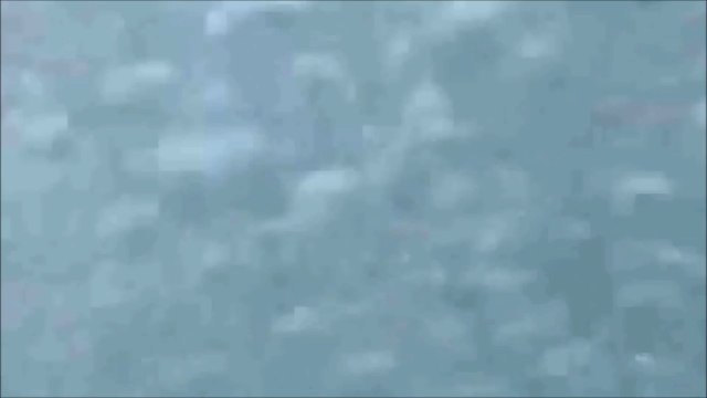 Il plonge à la mer et tombe nez à nez avec un grand requin blanc