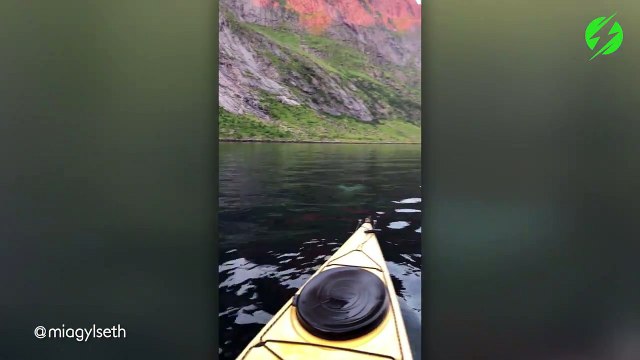 Ce kayakiste est entouré par un banc d'orques... Magnifique