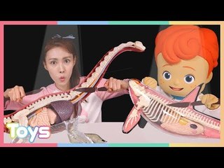 캐리와 꼬마캐빈의 브라키오사우루스 범고래 해부 장난감 놀이ㅣ캐리와장난감친구들