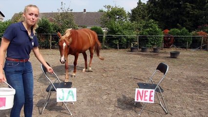 IS NOURA BETER EN WILT ZE EEN VEULEN?! | Paard beantwoordt vragen #02
