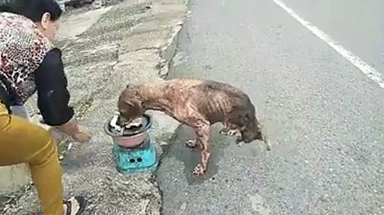 The Dog Has a Disability in His Hind Legs but Still Tries to Live