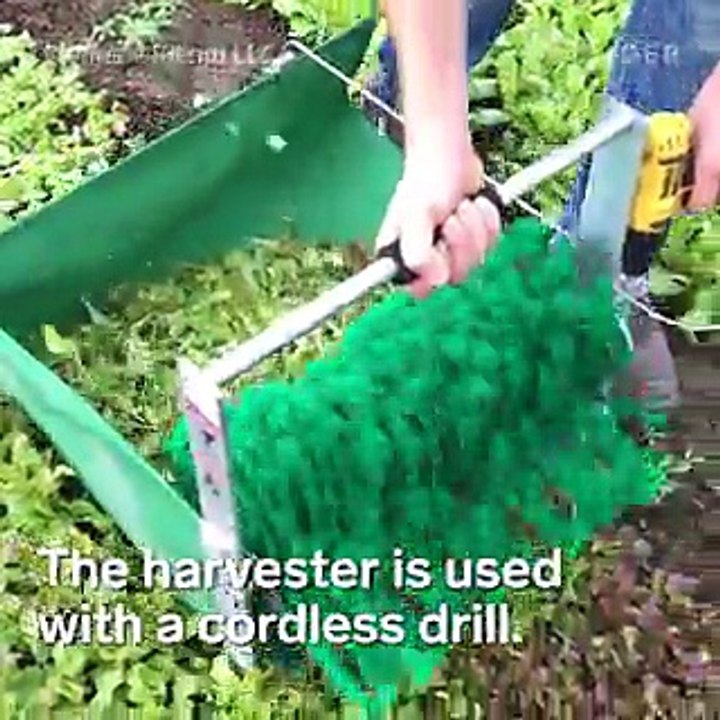 This tool makes harvesting greens a breeze.