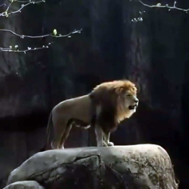Epic Lion Roar