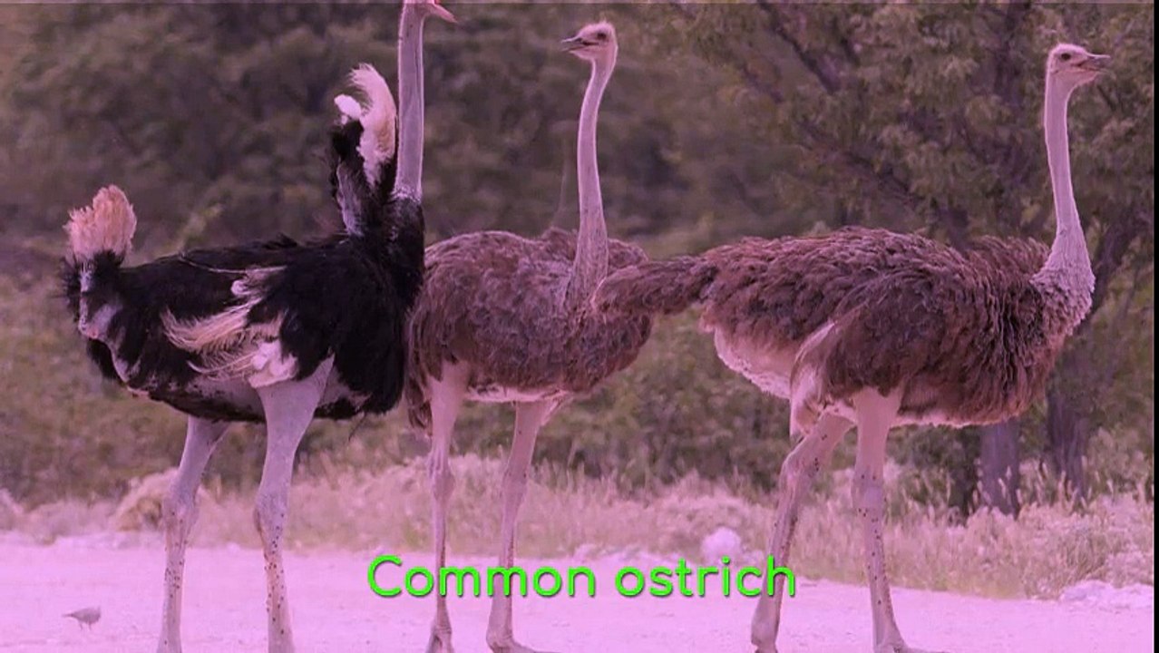 Common ostrich
