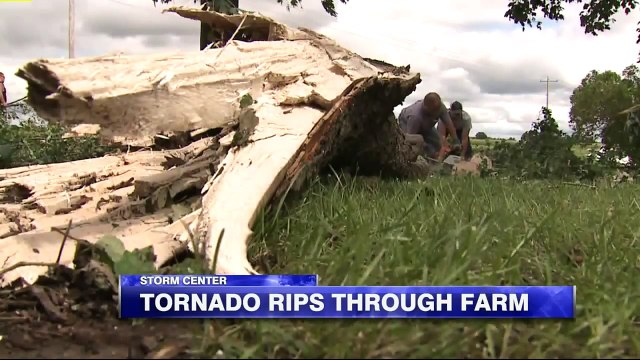 Strangers Show Up to Help Wisconsin Dairy Farmer Move Hundreds of Cattle After Tornado