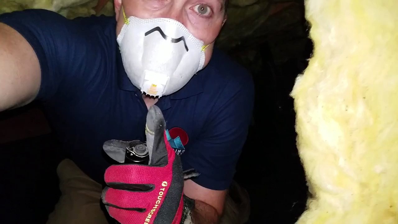 Major Pest Damage