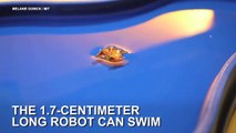 Massachusetts Institute of Technology (MIT) self-folding origami robot can swim, move and carry objects.