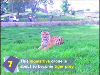 These top 10 craziest animal and drone encounters.Credit: Newsflare