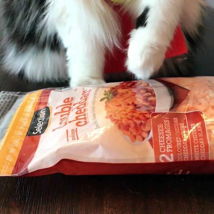 DIY Tuna Treats for cats