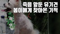 [자막뉴스] 죽음 앞둔 유기견 봄이에게 찾아온 기적 / YTN