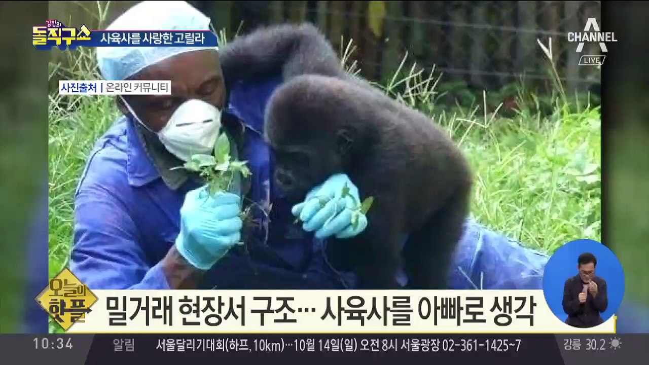 [핫플]사육사 끌어안은 아기 고릴라 사진 화제