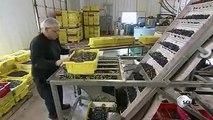 Blueberries harvesting and packaging processCocktailVP.com
