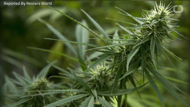 Scientists Use CBD To Treat Psychotic Symptoms