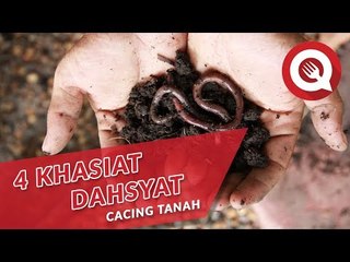 4 Khasiat Dahsyat Cacing Tanah