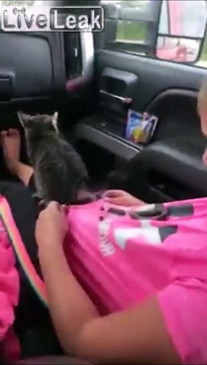 Quand ton chaton se lache sur ton t-shirt...