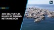 300 sea turtles killed by fishing net in Mexico